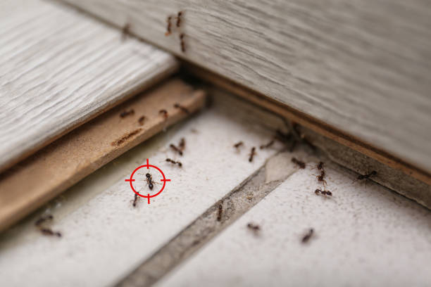 Reliable Rialto, CA Pest Control Solutions